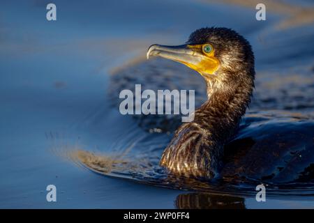 I cormorani Phalacrocoracidae nuotano in acqua dolce nella riserva naturale di Cley, North Norfolk, Regno Unito Foto Stock