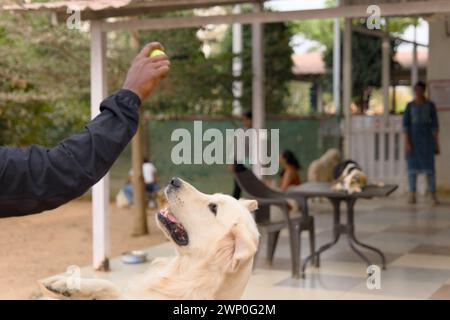 Una foto ravvicinata della mano di un uomo che offre una palla a un cane da Golden retriever impaziente Foto Stock