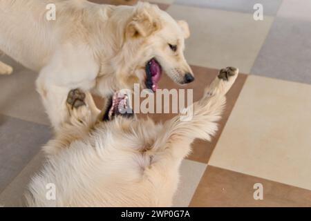 Due energici Golden Retrievers lottano e si inseguono con pura gioia in un soggiorno illuminato Foto Stock