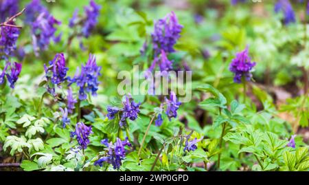 Fiori selvatici blu, foto macro. Corydalis solida, fumewort o uccello-in-a-Bush, è una specie di pianta in fiore della famiglia Papaveraceae, originaria di mo Foto Stock