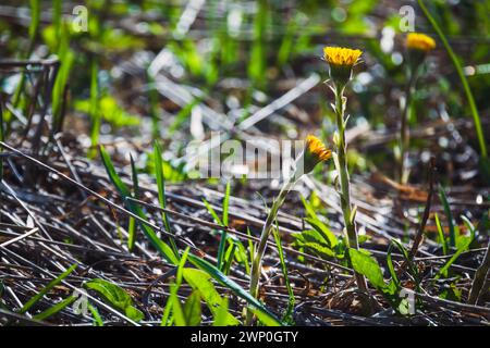 I fiori primaverili gialli selvatici crescono nella foresta, foto macro naturali con una messa a fuoco morbida e selettiva scattata in una giornata di sole. Tussilago farfara comunemente noto come Foto Stock