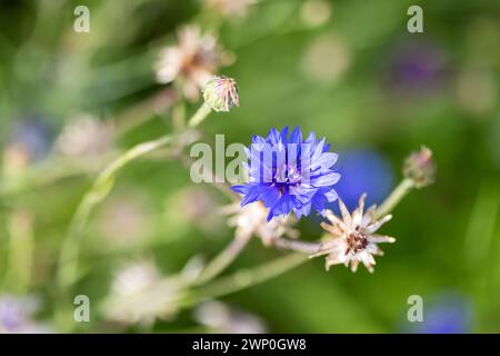 Foto macro Fiordaliso con messa a fuoco morbida selettiva. Centaurea cyanus Foto Stock