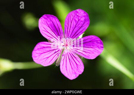 Fiore viola selvaggio in una giornata di sole, foto macro con messa a fuoco selettiva. Geranium sylvaticum Foto Stock