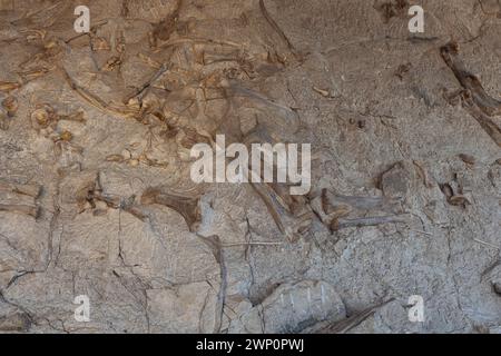 Ossa di dinosauro fossilizzate scavate nella parete delle ossa in mostra presso la Quarry Exhibit Hall nel Dinosaur National Monument a Jensen, Utah Foto Stock