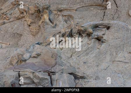 Esempio di ossa di dinosauro fossilizzate scavate nella parete delle ossa in mostra presso la Quarry Exhibit Hall nel Dinosaur National Monument di Jensen, Foto Stock