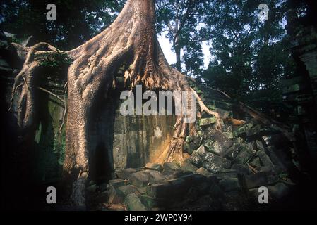 Rovine con radici arboree, raccolte nel 1995, Ta Prohm, complesso Angkor Wat, Siem Riep, Cambogia Foto Stock