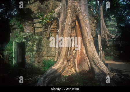 Rovine con radici arboree, raccolte nel 1995, Ta Prohm, complesso Angkor Wat, Siem Riep, Cambogia Foto Stock