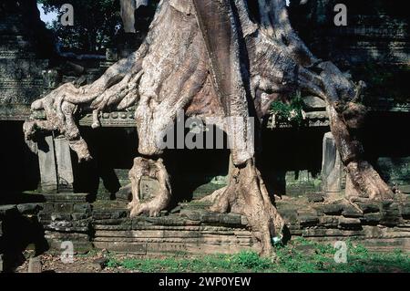 Rovine con radici arboree, raccolte nel 1995, Prah Khan, complesso Angkor Wat, Siem Riep, Cambogia Foto Stock