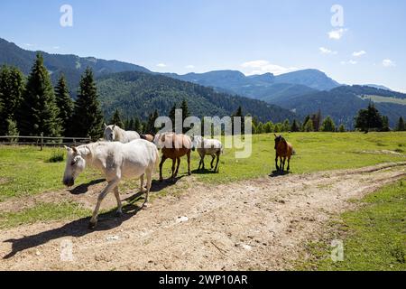 Cavallo selvatico nei Carpazi Foto Stock