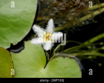 delicato fiore di fiocco di neve d'acqua in uno stagno con foglie galleggianti, ninfodi indica Foto Stock