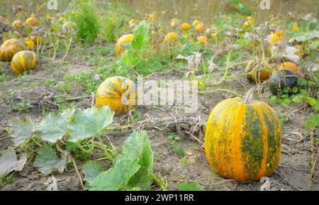 Zucche che crescono su un campo, focalizzazione selettiva. Foto Stock