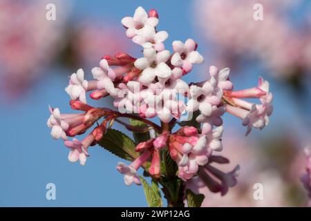 Viburnum x bodnantense Dawn Viburnum Flower Closeup White Light Pink Viburnum Dawn Blooms Bodnant Viburnum Flowers pianta invernale in fiore per le api Foto Stock