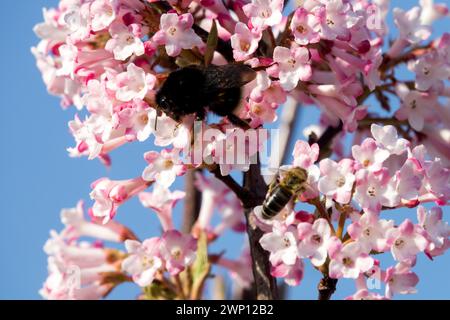 Insetti sui fiori in inverno fioritura Fiore piante a misura di api Viburnum x bodnantense Dawn Bumblebee White Pink Blooms Foraging Insect Foto Stock