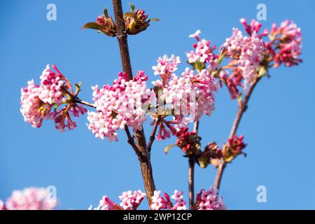 Viburnum Flower Closeup White Light Pink Viburnum Dawn Blooms Bodnant Viburnum Flowers pianta invernale in fiore per le api Viburnum x bodnantense Dawn Foto Stock