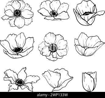 Set di illustrazioni a fiori di anemoni. Papaveri Meadow Illustrazione Vettoriale