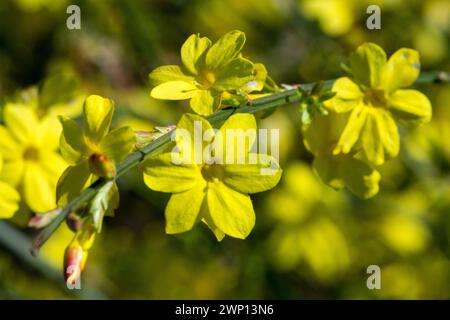 Giallo Jasminum nudiflorum Inverno-fioritura fiori di gelsomino primo piano tardo Inverno fioritura Fiori marzo fioritura Inverno Jasmine Fiori Branch Closeup Foto Stock