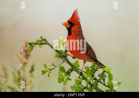Cardinale settentrionale o cardinale rosso, Cardinalis cardinalis Foto Stock