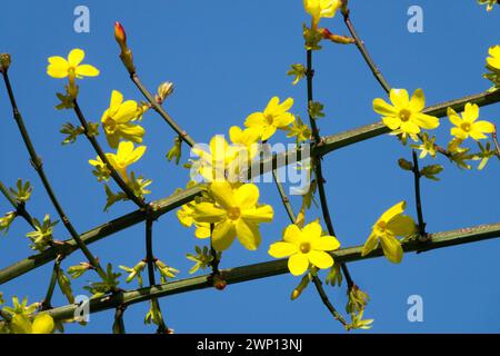 Jasminum nudiflorum Fiori di gelsomino in fiore sui rami Fiori gialli Fiori gialli Fiori invernali di gelsomino Fiori di arbusto tortuosi contro il cielo azzurro Inverno Foto Stock