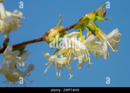 Lonicera x purpusii Fiore Close-up caprifoglio Lonicera Fiore Closeup Branch Lonicera purpusii Fiori Inverno Fiori Coppino di miele bianco Foto Stock