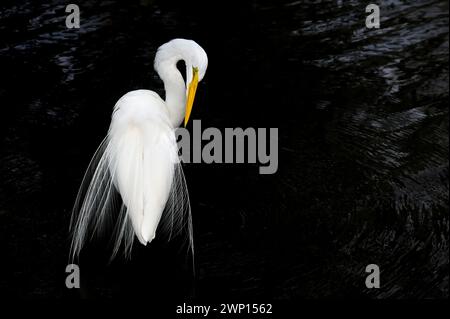 Great Egret (Ardea alba) preserva il piumaggio, Florida, Stati Uniti. Foto Stock