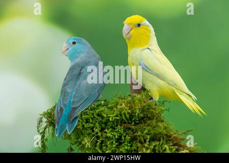 Parrotlet del Pacifico giallo americano maschio con femmina blu, Forpus coelestis Foto Stock