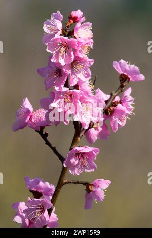 Prunus mume Blossoms Branch Foto Stock