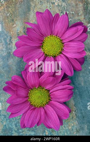 Due teste di fiori di Chrsanthemum con petali magenta e centri gialli adagiati su metallo opacizzato Foto Stock
