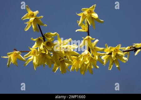 Forsythia giraldiana Fiori gialli primo piano sul ramo Forsythia Fiori fioritura fine inverno marzo fioritura Twig rampicante arbusto Foto Stock