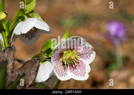 Fiori di Hellebore Spotted Winter Quaresima rosa Helleborus orientalis Hellebores Garden Flowers March tardo Inverno Herbaceous March Flooming Foto Stock