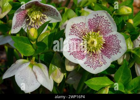 Fiore d'inverno Helleborus orientalis Quaresima Fiore fiorito Hellebore Bloom March fine inverno Hellebores March Fiori fioriti Helleborus Foto Stock