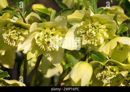 Giallo Hellebore Fiori invernali Helleborus orientalis tardo Inverno Helleborus 'Fruhlingssone' Fiori gialli Hellebores quaresima fiori di marzo rosa Foto Stock