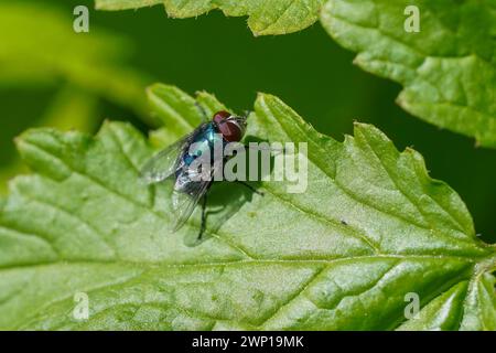 Comune biberon verde mosca, Lucilia sericata su una foglia in primavera, Spagna. Foto Stock