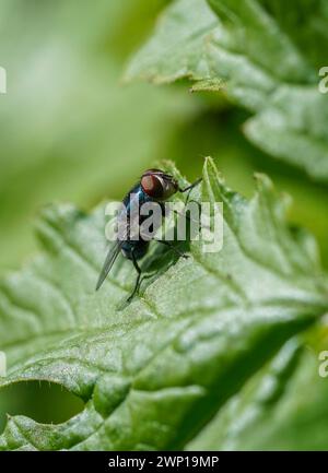 Comune biberon verde mosca, Lucilia sericata su una foglia in primavera, Spagna. Foto Stock