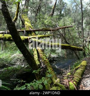 Alberi morti e ricoperti di muschio nella foresta vicino a Northcliffe, Washington Foto Stock