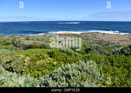 Vegetazione simile a fynbos a Cape Leeuwin, Washington Foto Stock