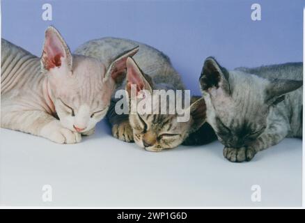 Tre Devon Rex Kittens che dormono dopo essere stanchi Foto Stock
