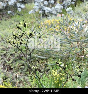 Zampa di canguro nero (Macropidia fuliginosa) Foto Stock