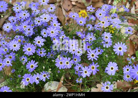 Il fiume Swan Daisy (Brachyscome iberidifolia) si trova nella parte occidentale e sud-occidentale dell'Australia occidentale Foto Stock