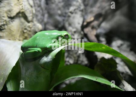 Rana verde (Litoria caerulea) Foto Stock