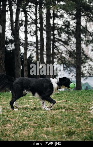 Un collie con bordo bianco e nero corre sull'erba verde con un giocattolo, vista laterale. Un cane porta un giocattolo lanciato da un uomo nel parco primaverile Foto Stock