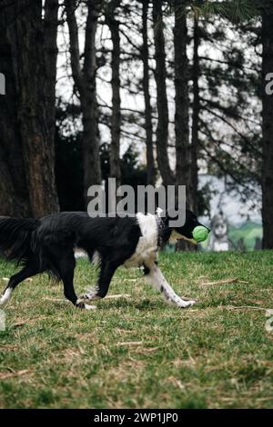 Un collie con bordo bianco e nero corre sull'erba verde con un giocattolo, vista laterale. Un cane porta un giocattolo lanciato da un uomo nel parco primaverile Foto Stock