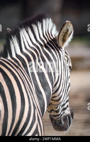 Questa immagine cattura l'intricato e affascinante motivo a righe bianche e nere della testa di una zebra in primo piano, mostrando la maestria artigianale di n Foto Stock