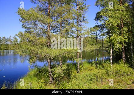 Calmo lago Sorvasto, Finlandia, nella splendida vigilia di mezza estate soleggiata con pini e betulle, erba verde e cielo blu. Giugno 2022. Foto Stock