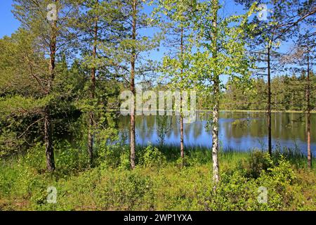 Calmo lago Sorvasto, Finlandia, nella splendida vigilia di mezza estate soleggiata con pini e betulle, erba verde e cielo blu. Giugno 2022. Foto Stock