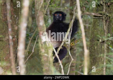 Sifaka di Milne-Edwards, parco nazionale di Rnomafana, Madagascar, novembre 2023 Foto Stock