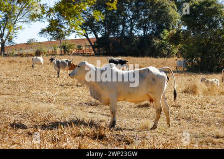 mucche e buoi in mandria sul prato asciutto. la mucca sta guardando fuori dal quadro. mandria di bovini Foto Stock