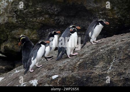 Gli snares Crested Penguins (Pokotiwha o Eudyptes robustus) sono endemici dell'isola subantartica di Snares della nuova Zelanda Foto Stock