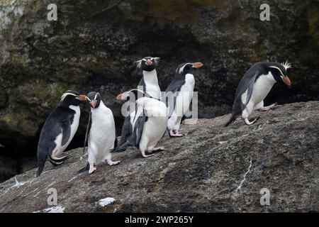 Gli snares Crested Penguins (Pokotiwha o Eudyptes robustus) sono endemici dell'isola subantartica di Snares della nuova Zelanda Foto Stock