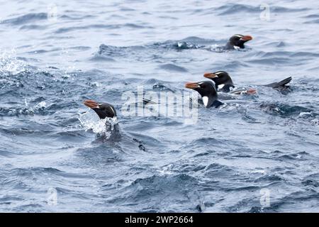 Gli snares Crested Penguins (Pokotiwha o Eudyptes robustus) sono endemici dell'isola subantartica di Snares della nuova Zelanda Foto Stock