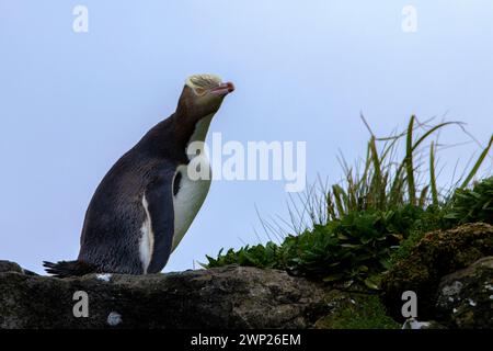 Pinguino dagli occhi gialli (Megadyptes antipodi o hoiho) nelle isole subantartiche di Auckland della nuova Zelanda Foto Stock